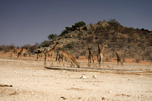 Giraffe drinking water at Etosha